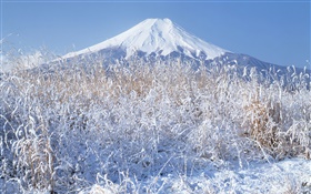 Hiver, l'herbe, la neige, le Mont Fuji, Japon