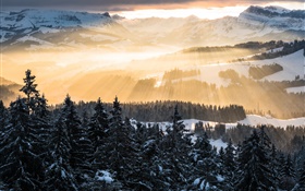 Hiver, les montagnes, le matin, les rayons du soleil, les arbres, la neige HD Fonds d'écran