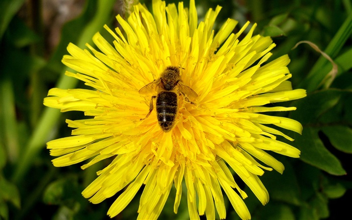 chrysanthème jaune et l'abeille Fonds d'écran, image