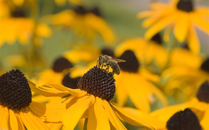 Fleurs jaunes, pistil noir, abeille Fonds d'écran, image