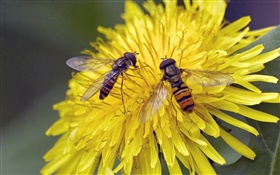 Fleurs jaunes, chrysanthème, deux abeilles