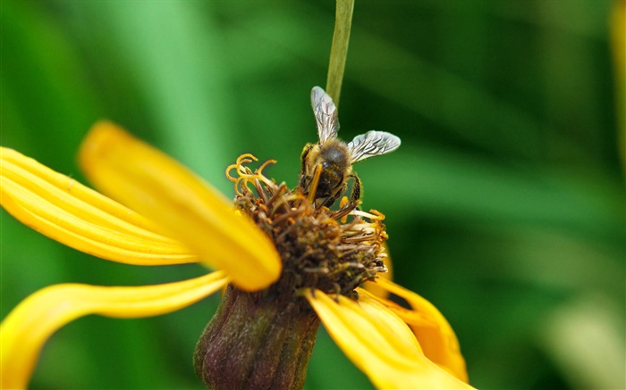 pétales jaunes fleur, abeille, fond vert Fonds d'écran, image