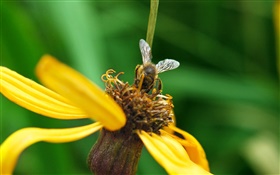 pétales jaunes fleur, abeille, fond vert