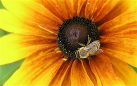 pétales jaunes fleur, abeille, insecte HD Fonds d'écran