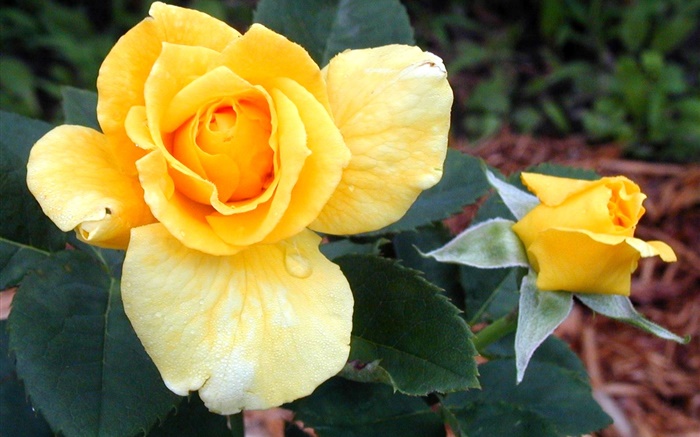 Rose jaune fleurs Fonds d'écran, image