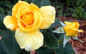 Rose jaune fleurs HD Fonds d'écran