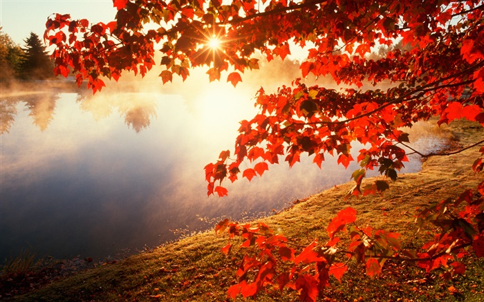 Automne, feuilles rouges, arbre d'érable, rivière, les rayons du soleil Fonds d'écran, image