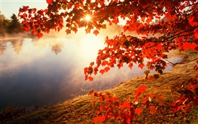 Automne, feuilles rouges, arbre d'érable, rivière, les rayons du soleil