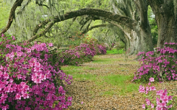 Azalées, les arbres, l'herbe, ruelle, Caroline du Sud, États-Unis Fonds d'écran, image