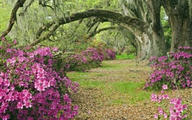 Azalées, les arbres, l'herbe, ruelle, Caroline du Sud, États-Unis