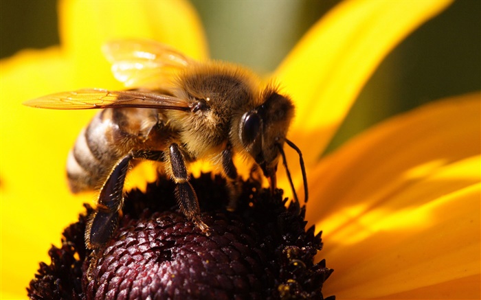 Bee close-up, pétales fleur jaune Fonds d'écran, image