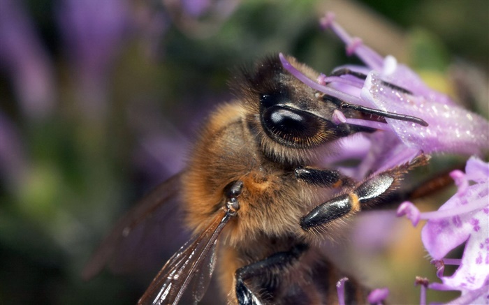Bee sucer nectar close-up Fonds d'écran, image