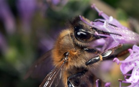 Bee sucer nectar close-up HD Fonds d'écran
