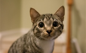 De grands yeux chat regard