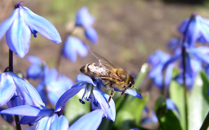 Fleurs bleues, abeille Fonds d'écran, image