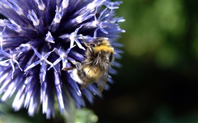 pétales bleus fleur, abeille, insecte, bokeh HD Fonds d'écran