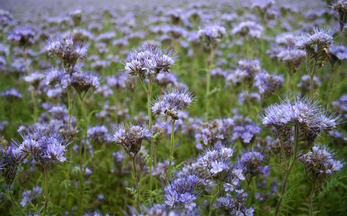 fleurs bleues, abeille, ressort Fonds d'écran, image