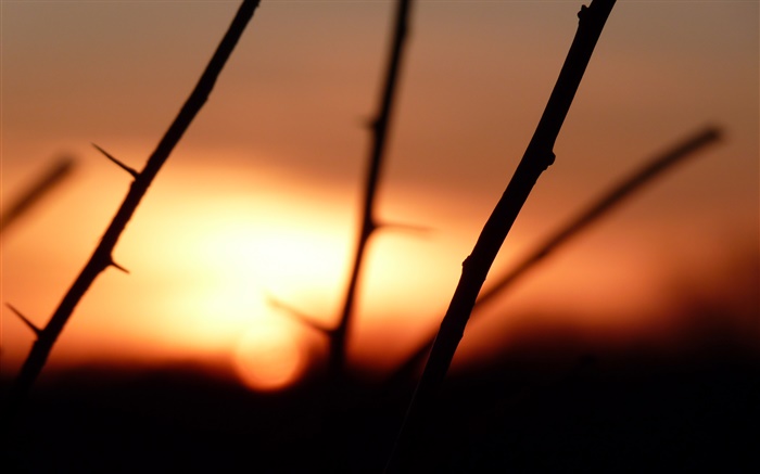 Branches, épines, coucher de soleil Fonds d'écran, image