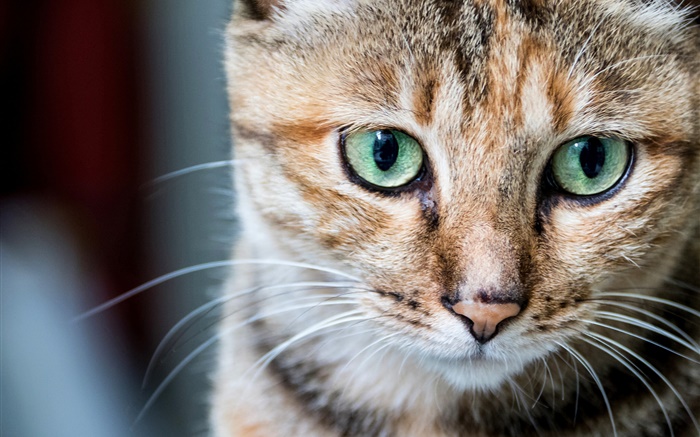 portrait de chat, yeux verts, les moustaches Fonds d'écran, image