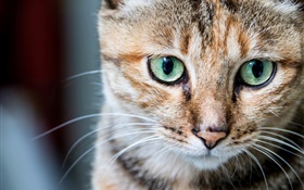portrait de chat, yeux verts, les moustaches HD Fonds d'écran