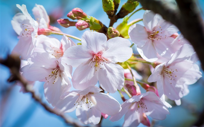 fleurs de cerisier fleurissent, le printemps Fonds d'écran, image