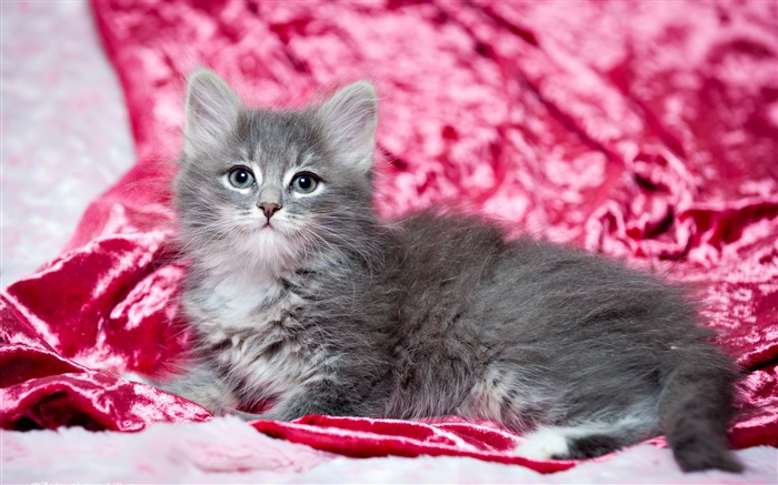 chaton gris mignon, fond rouge Fonds d'écran, image