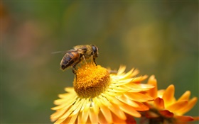Daisy, fleurs jaunes, pistil, abeille HD Fonds d'écran