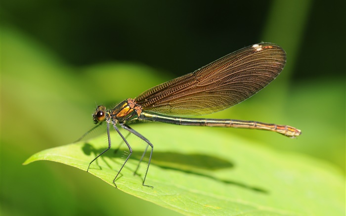 Dragonfly close-up, feuille verte, insecte Fonds d'écran, image