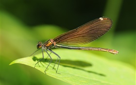 Dragonfly close-up, feuille verte, insecte HD Fonds d'écran