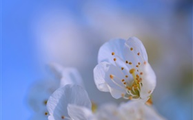 Des pétales de fleurs close-up, bokeh