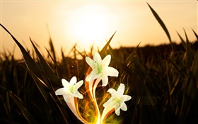 Fleurs, plantes, l'herbe, le soleil, photos créatives HD Fonds d'écran