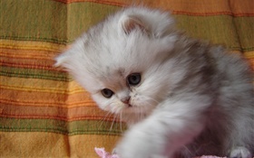 Fluffy kitten bébé