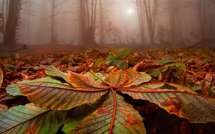 Forêt, les arbres, le brouillard, les feuilles, la terre, l'aube Fonds d'écran, image