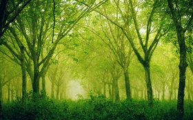 Forêt, les arbres, le style vert HD Fonds d'écran