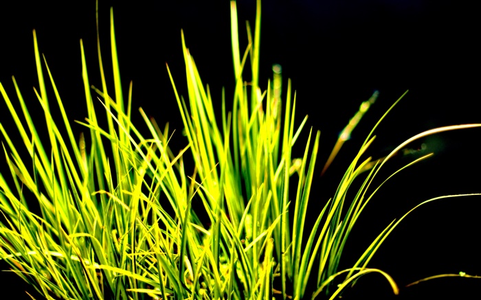 L'herbe verte, la lumière du soleil, fond noir Fonds d'écran, image