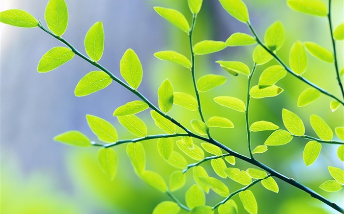 Les feuilles vertes, branches, bokeh, ressort Fonds d'écran, image