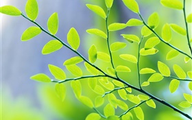 Les feuilles vertes, branches, bokeh, ressort
