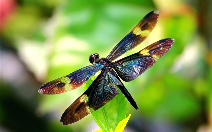 Insecte close-up, libellule, ailes, bokeh Fonds d'écran, image