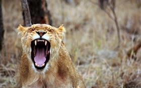 Lion bâillement, des dents pointues