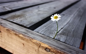 La solitude fleur, planche de bois