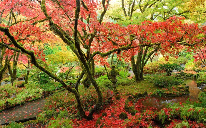 érables, parc, automne, île de Vancouver, Canada Fonds d'écran, image