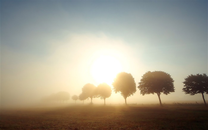 Matin, aube, arbres, champs, le brouillard, le lever du soleil Fonds d'écran, image