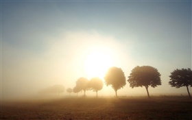 Matin, aube, arbres, champs, le brouillard, le lever du soleil HD Fonds d'écran