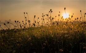 Matin, herbe, le lever du soleil HD Fonds d'écran