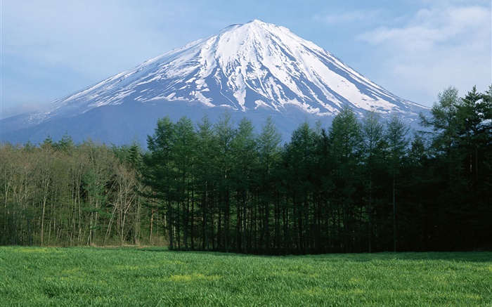 Mont Fuji, neige, forêt, herbe, Japon Fonds d'écran, image