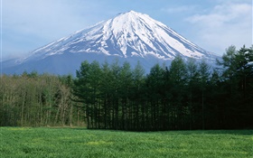 Mont Fuji, neige, forêt, herbe, Japon
