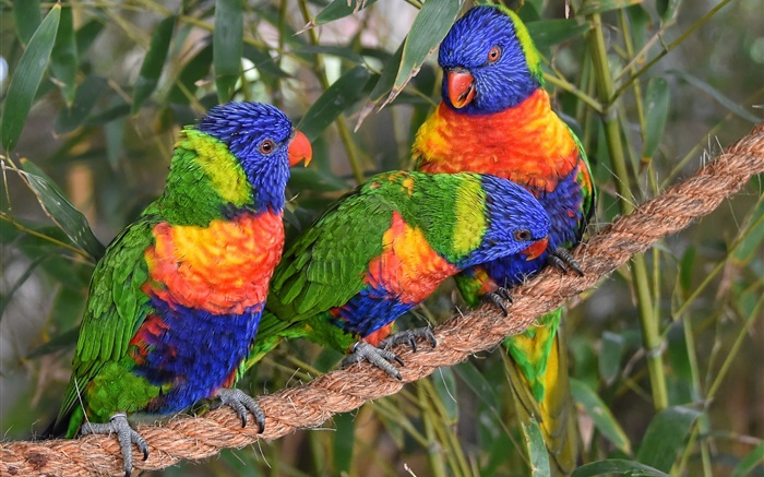 Multicolor lorikeet, perroquets, trois oiseaux Fonds d'écran, image