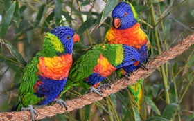 Multicolor lorikeet, perroquets, trois oiseaux HD Fonds d'écran