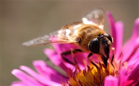 fleur de pétales rose, abeille insecte, pistil