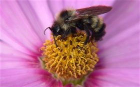pétales rose fleur, pistil, abeille insecte gros plan